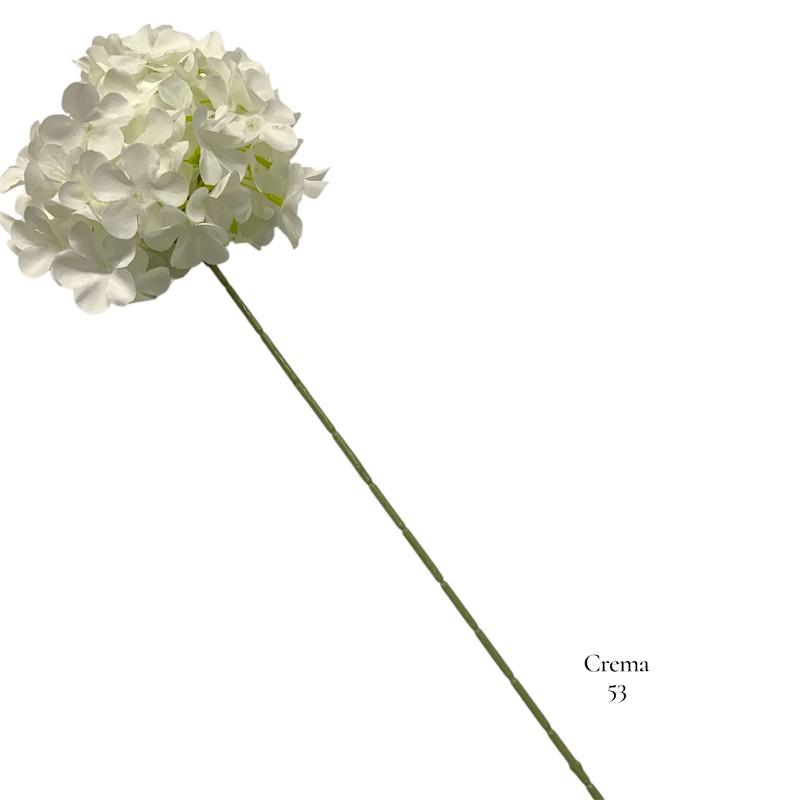 ORTENSIA 60H CM CREMA
