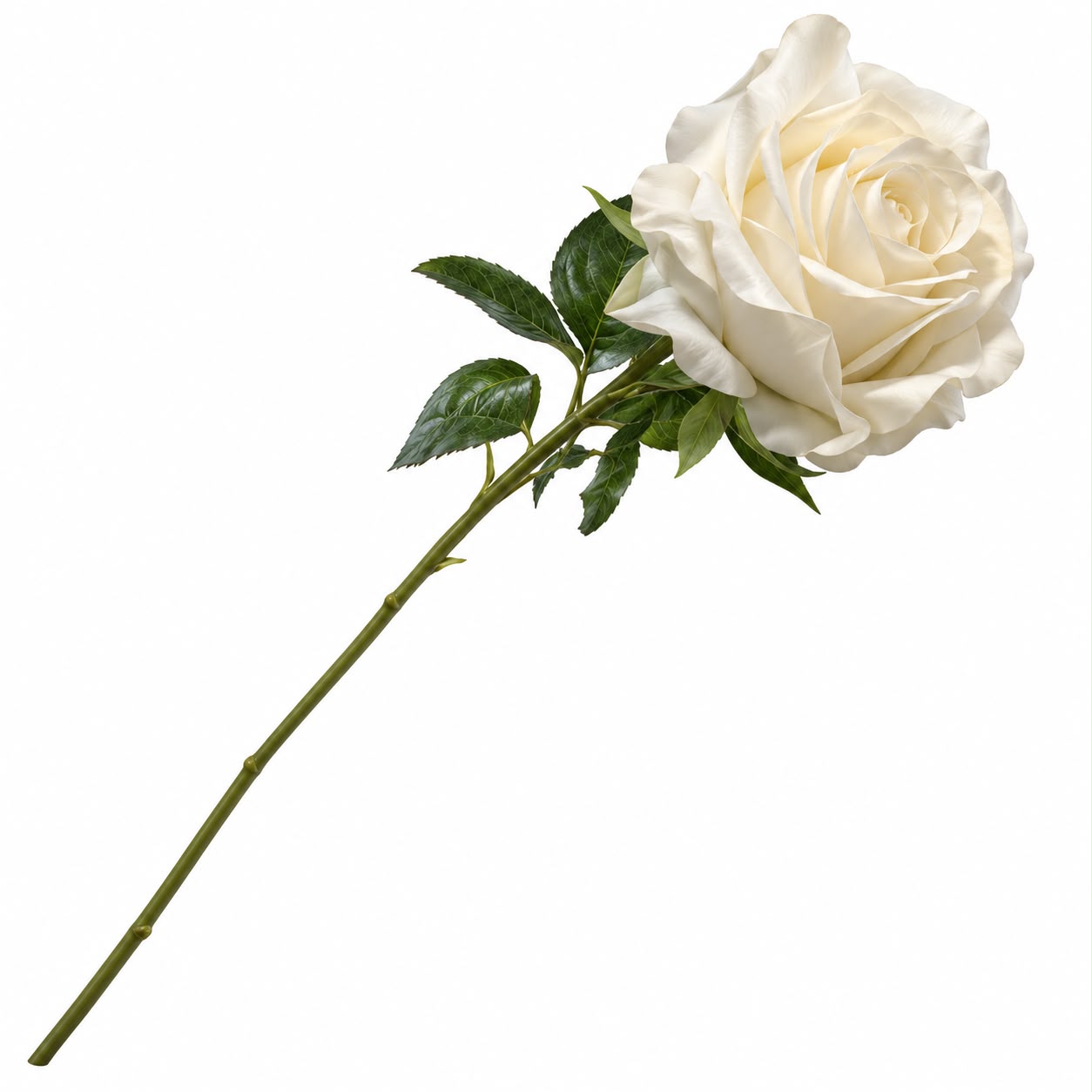 ROSA SOFT TOUCH CREMA 60H CM