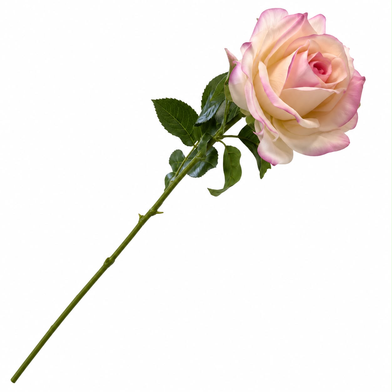 ROSA SOFT TOUCH CREMA LILLA 60H CM