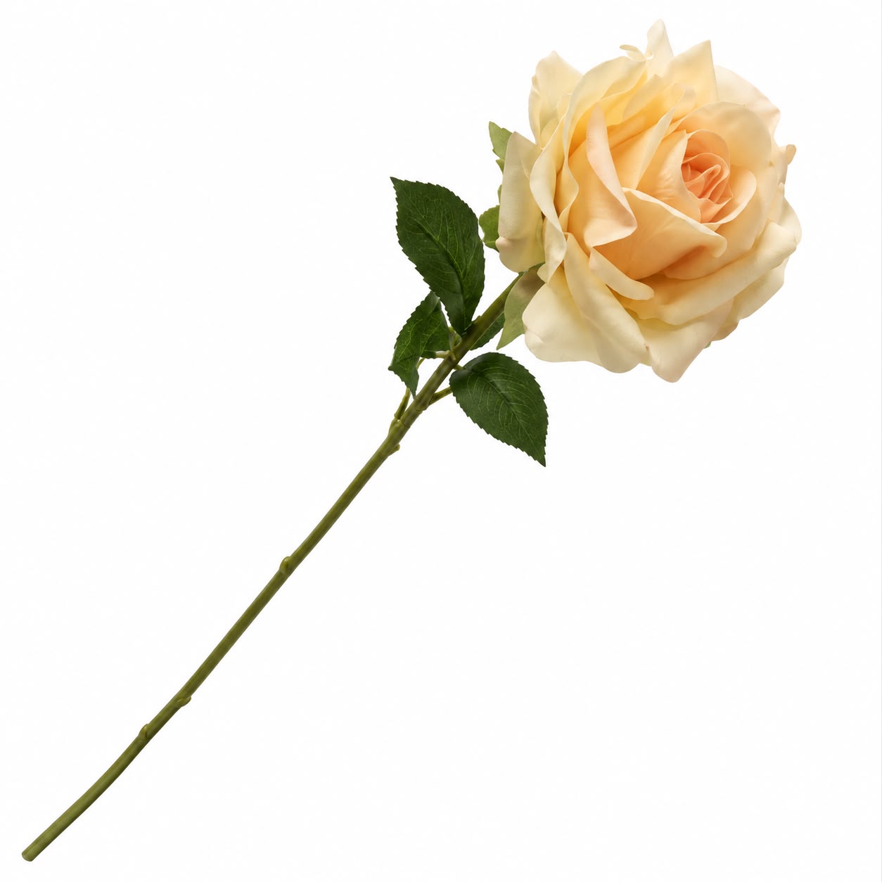 ROSA SOFT TOUCH ALBICOCCA 60H CM