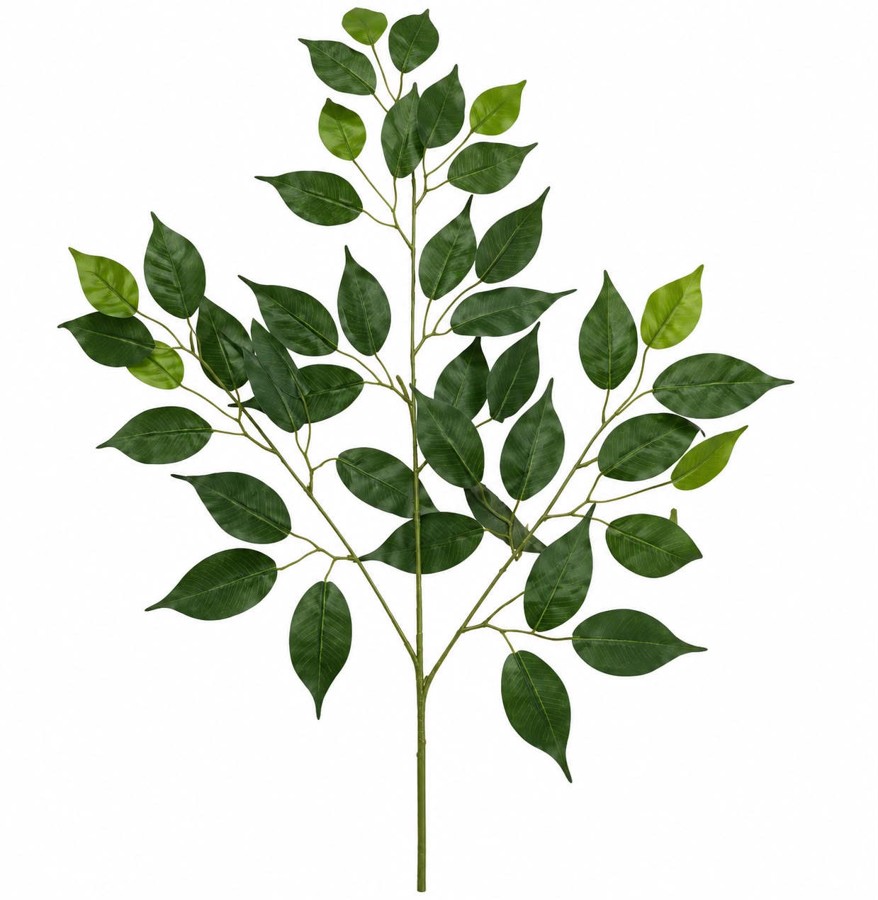 FICUS SPRAY X42 FOGLIE CM56